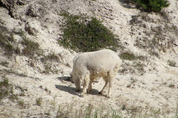 Mountain Goat Feeding, Jasper National Park, Alberta