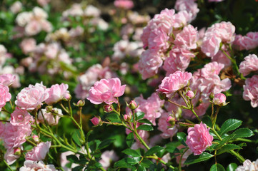 Fototapeta premium Pink blooming roses in sunny day