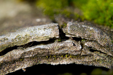 Close-up of heavily eroded corrugated asbestos cement sheets, grown with moss and lichens