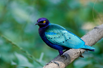 Purple glossy starling (Lamprotornis purpureus)