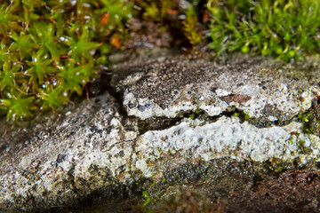 Close-up of heavily eroded corrugated asbestos cement sheets, grown with moss and lichens