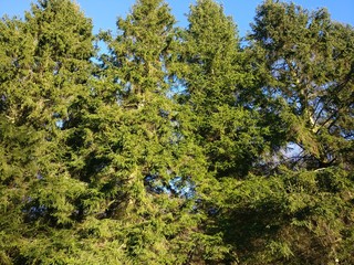 Conifers on a clear day