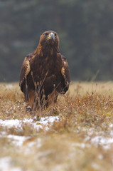Golden eagel standing on the meadow, a view from near