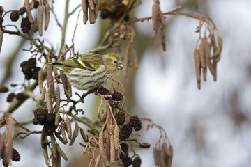 An Eurasian siskin (Spinus spinus) foraging in the winter in a tree for food.