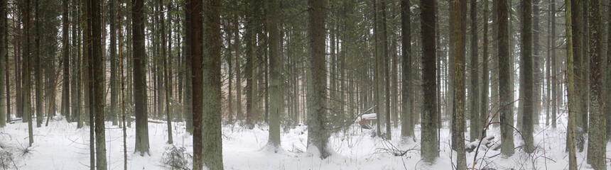 Panoramic view of spruce forest in winter, Belarus