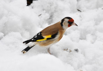 Diestelfink im Schnee