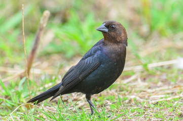 Brown-headed cowbird in the grass near the Minnesota River in the Minnesota River National Wildlife Refuge