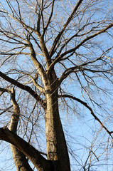 The spreading branches of leafless hibernating trees in winter against blue sky.