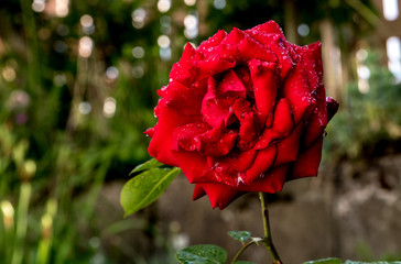 rote rose
