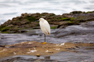 Egret standing on one leg, on the rocks La Jolla Beach, San Diego, California 