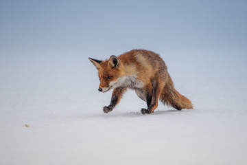 Red fox (Vulpes vulpes) with a bushy tail hunting in the snow in winter in Algonquin Park in Canada