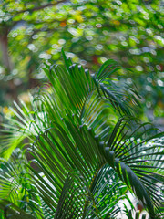 Fototapeta na wymiar Green palm branch on blurred background