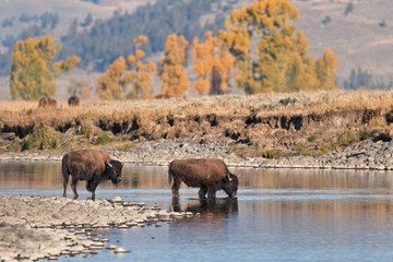 Naklejka na ściany i meble American bison, bison, bison bison, american buffalo, buffalo