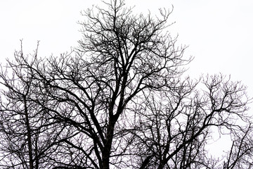 siluetas de ramas de árbol a contraluz