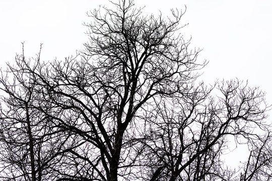 siluetas de ramas de &aacute;rbol a contraluz