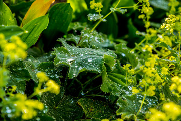 pflanzen mit regentau besetzt