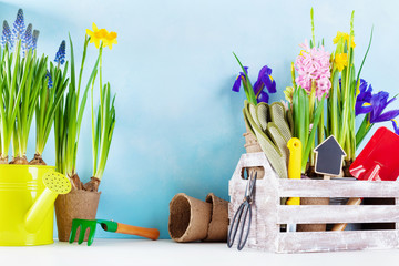 Gardening tools and seedling of spring flowers for planting on flowerbed in the garden. Horticulture concept.