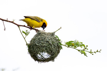 Southern Masked Weaver Bird building nest