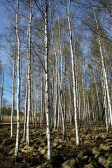 Birch forest on a spring sunny day. 
