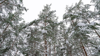 Winter forest with snowy trees. February 2019, Turku Finland.