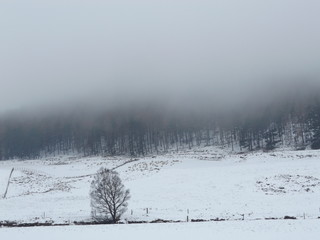 winter rural landscape with snowy trees and snow