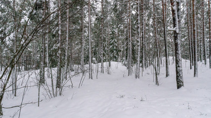 Winter forest with snowy trees. February 2019, Turku Finland.