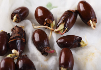Sprouted lychee bones in two weeks, on a damp cloth.