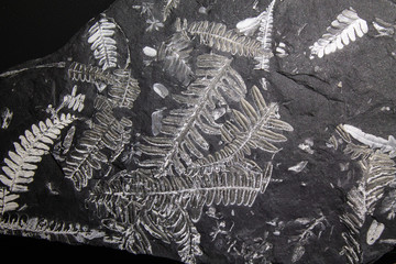 Fossilized fern and other plants. The most ancient stone with prints of plants