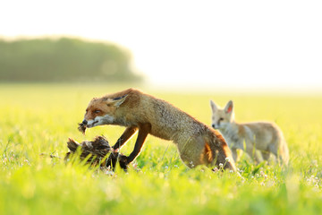 Naklejka na ściany i meble Two red foxes eating catched bird on meadow in the morning - Vulpes vulpes
