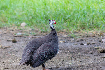 beautiful big turkey in venezuela