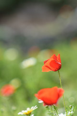 Fototapeta na wymiar wild poppy flower close-up with selective focus.