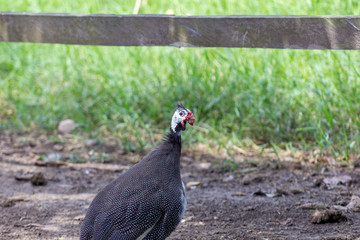 beautiful big turkey in venezuela
