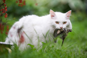 Naklejka na ściany i meble White cat caught a bird