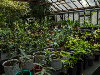 Greenhouse with a large amount of different colors in pots on tables. Houseplants in the glazed greenhouse