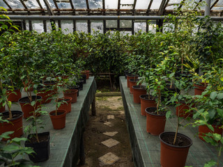 Path between ranks in the greenhouse. Houseplants on tables in pots