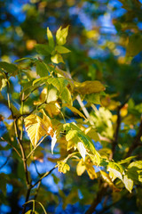 garden in autumn, sun-lit decorative bush branch with yellow and green leaves, bright blue sky in the background through plants