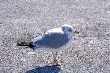 frozen seagull on the asphalt road