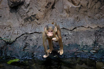 Cub monkey drinking water from pond