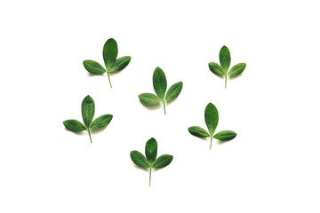 Obraz premium Green Leaves On White Background