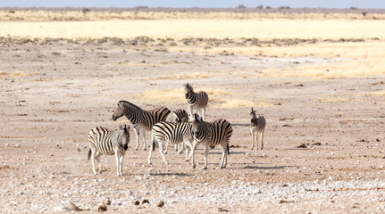 Fototapeta na wymiar Group of zebras in Namibian savannah