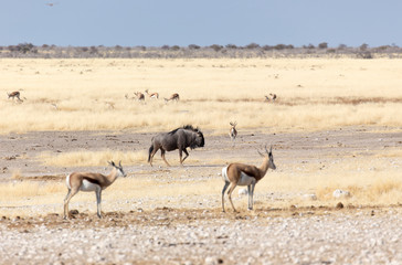 Fototapeta na wymiar buffalo at Etosha national park