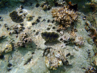 The tropical asia sea reef