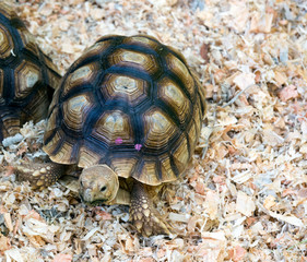 Testudo hermanni turtle