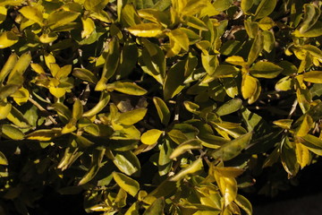 planta amarilla