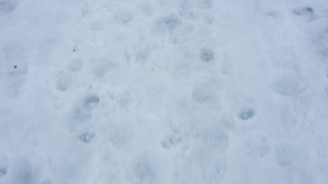 Walking on the snow