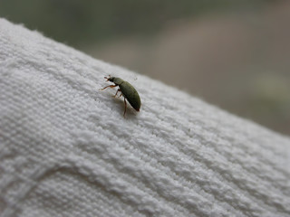 Little bug on the white fabric