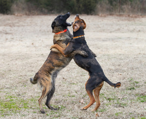 Dogs playing outdoors action shots