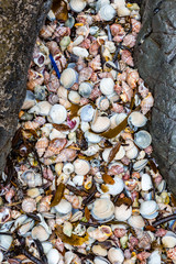 colorfull collection of new zealand seashell, Waiheke Island, New Zealand