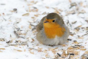 European robin in winter