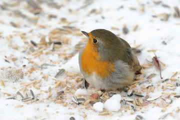 European robin in winter